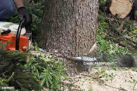 Best Storm Damage Tree Cleanup  in Biloxi, MS